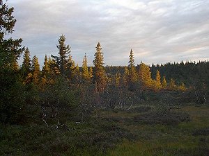 Kvelden er ennå ung. 