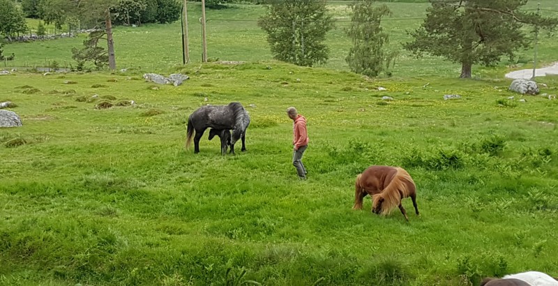 Nyfødd fole