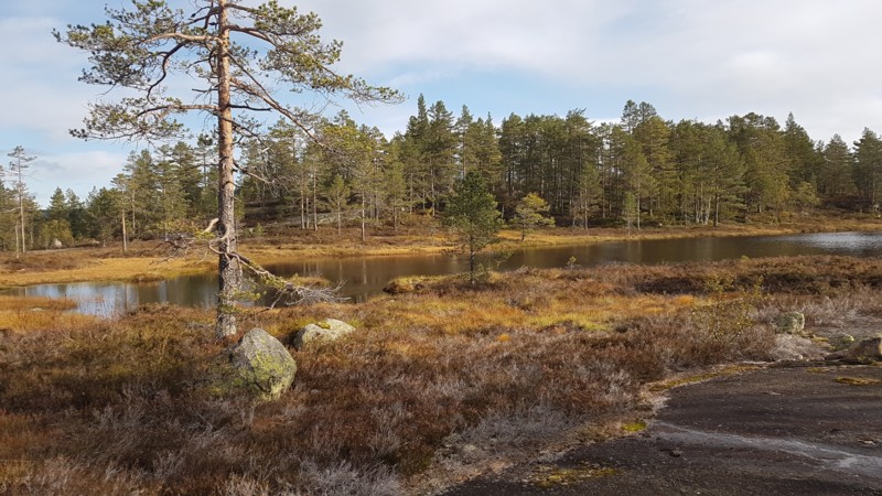 Måleri